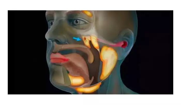 Vědci náhodou objevili v lidském těle zcela nový orgán. Schovává se v hlavě